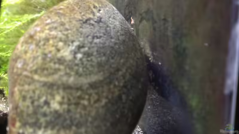 Besatz im Aquarium &quot;Zufall&quot; von Pflanzenfreund (19)