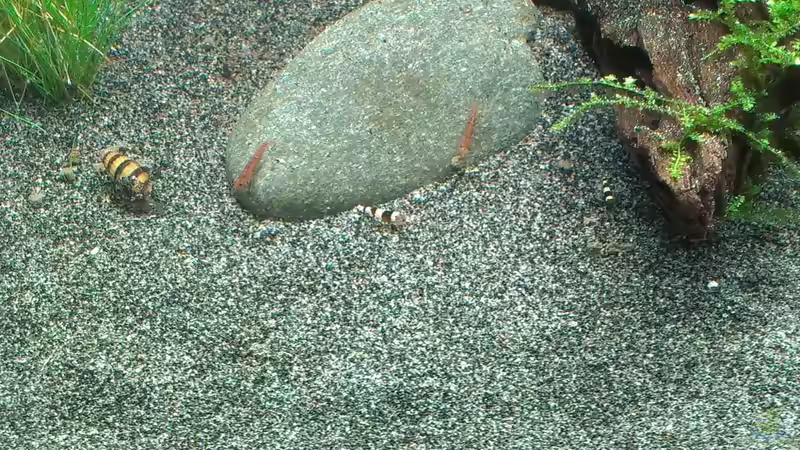 Besatz im Aquarium &quot;Zufall&quot; von Pflanzenfreund (20)