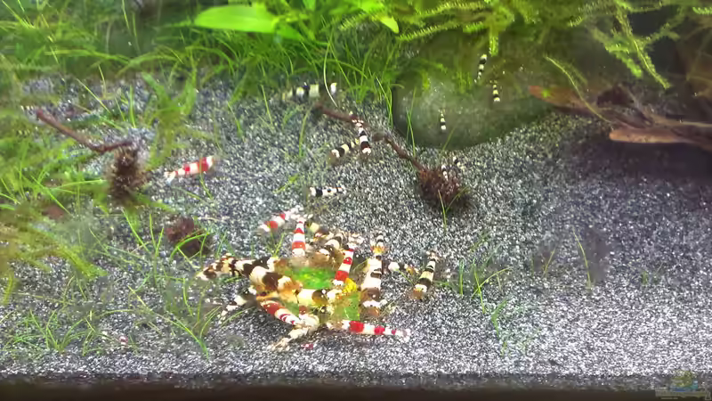 Besatz im Aquarium &quot;Zufall&quot; von Pflanzenfreund (21)