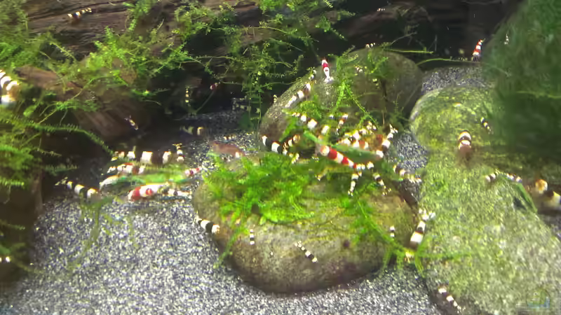 Besatz im Aquarium &quot;Zufall&quot; von Pflanzenfreund (22)