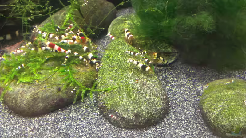 Besatz im Aquarium &quot;Zufall&quot; von Pflanzenfreund (23)