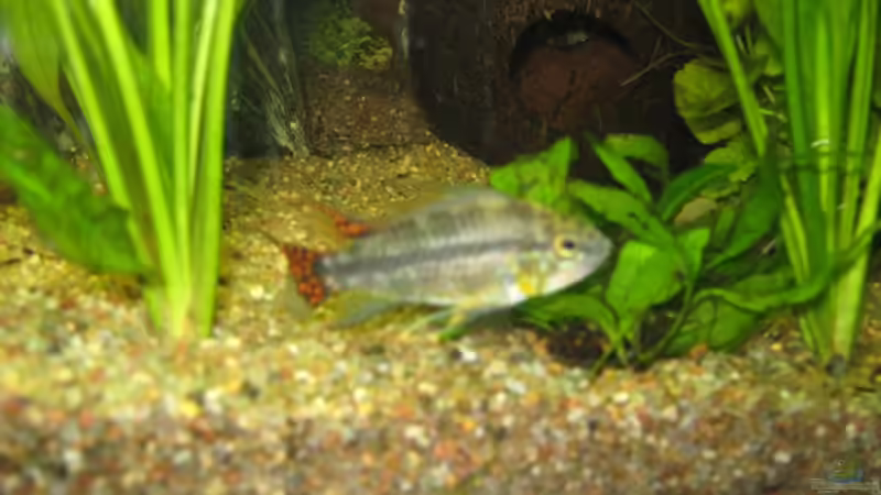 Besatz im Aquarium Anfänger Becken 19.8.09 von Sven Lowbob (19)