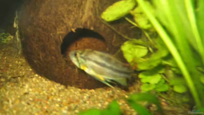 Besatz im Aquarium Anfänger Becken 19.8.09 von Sven Lowbob (20)