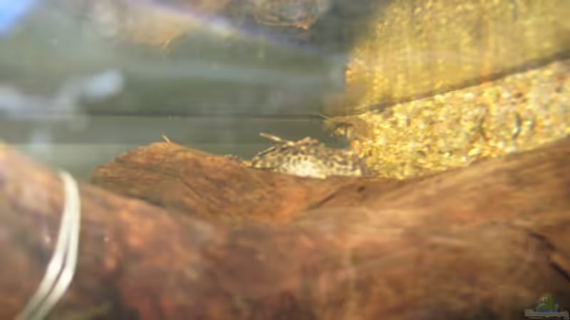 Besatz im Aquarium Anfänger Becken 19.8.09 von Sven Lowbob (22)