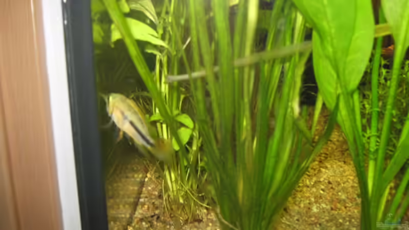 Besatz im Aquarium Anfänger Becken 19.8.09 von Sven Lowbob (24)