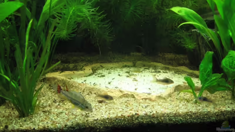 Besatz im Aquarium Anfänger Becken 19.8.09 von Sven Lowbob (25)