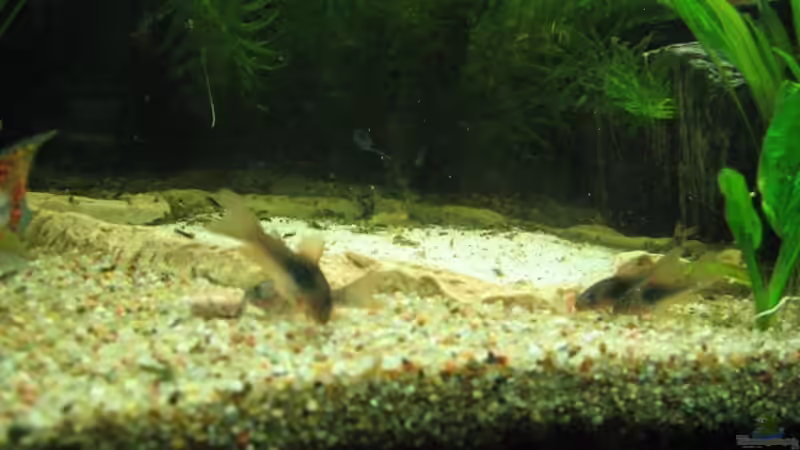 Besatz im Aquarium Anfänger Becken 19.8.09 von Sven Lowbob (26)