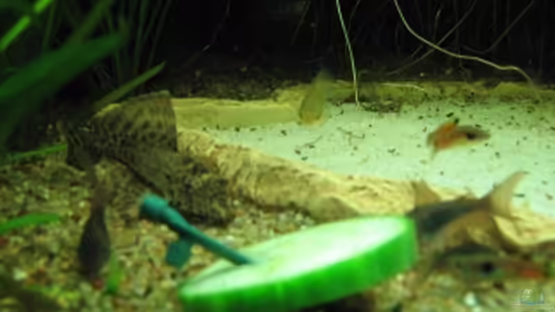 Besatz im Aquarium Anfänger Becken 19.8.09 von Sven Lowbob (27)