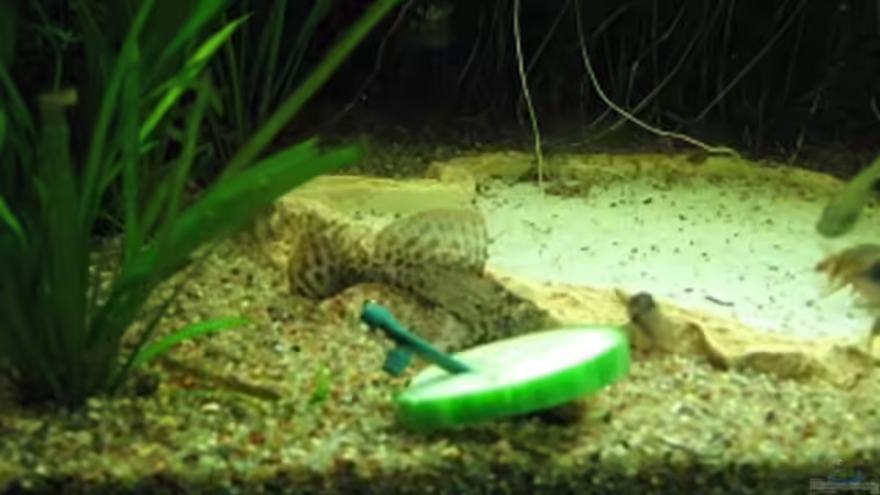 Besatz im Aquarium Anfänger Becken 19.8.09 von Sven Lowbob (28)