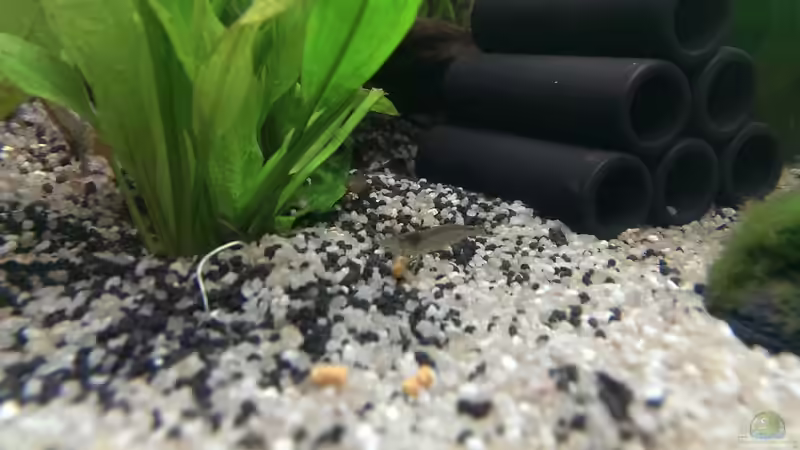 Besatz im Aquarium Anfängerbecken von Marcel Ro. (10)