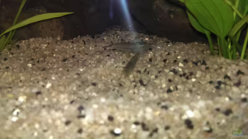 Besatz im Aquarium Anfängerbecken von Marcel Ro. (11)