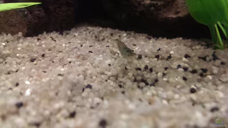 Besatz im Aquarium Anfängerbecken von Marcel Ro. (12)