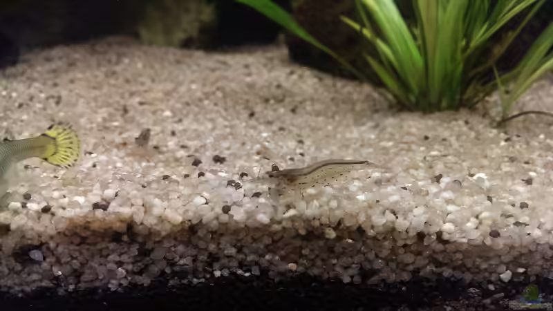 Besatz im Aquarium Anfängerbecken von Marcel Ro. (13)