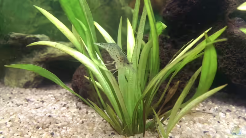 Besatz im Aquarium Anfängerbecken von Marcel Ro. (15)