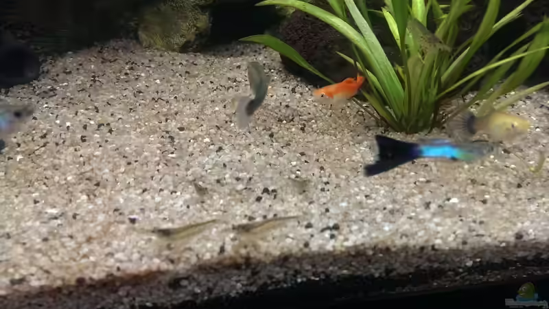 Besatz im Aquarium Anfängerbecken von Marcel Ro. (16)