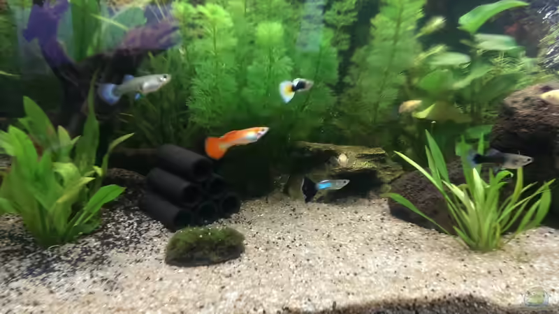 Besatz im Aquarium Anfängerbecken von Marcel Ro. (8)