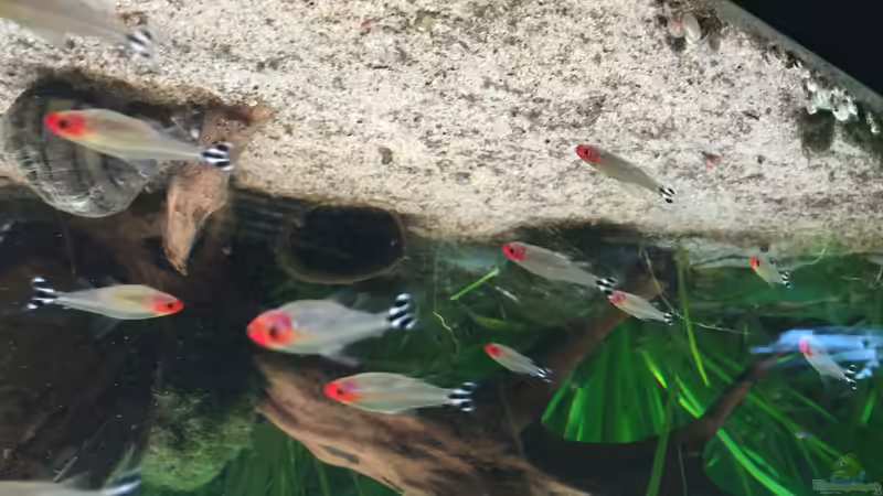 Besatz im Aquarium Angels Place ... von Marcus Lucke (22)