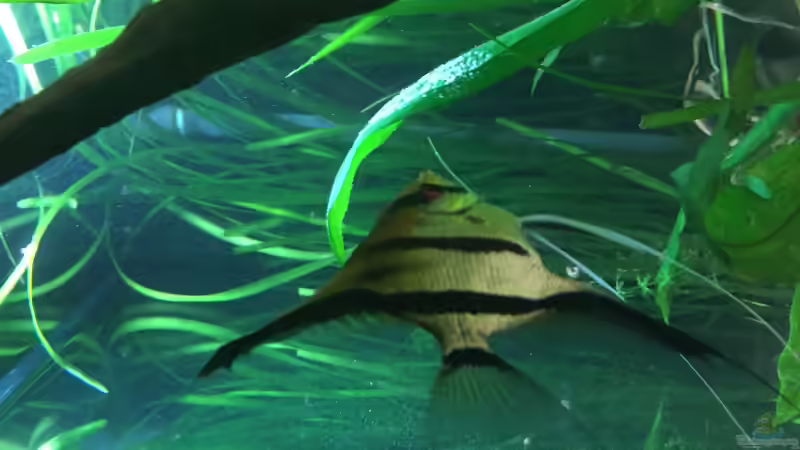 Besatz im Aquarium Angels Place ... von Marcus Lucke (23)