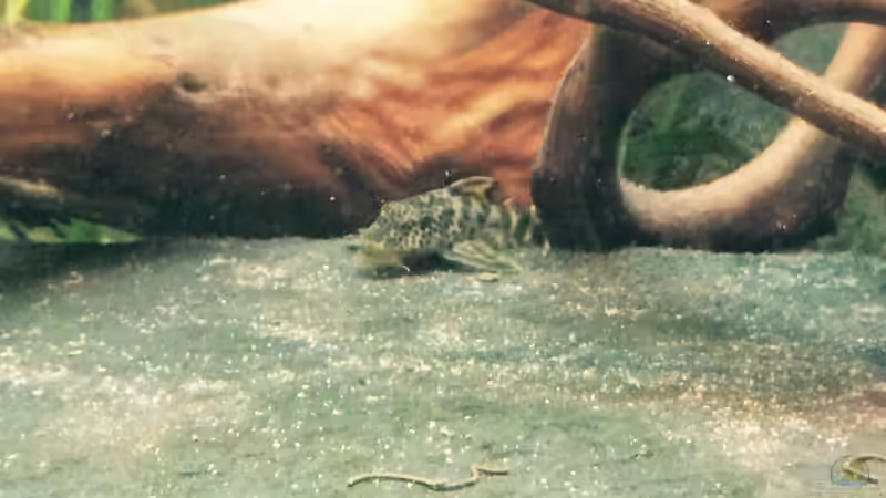 Besatz im Aquarium Angels Place ... von Marcus Lucke (32)