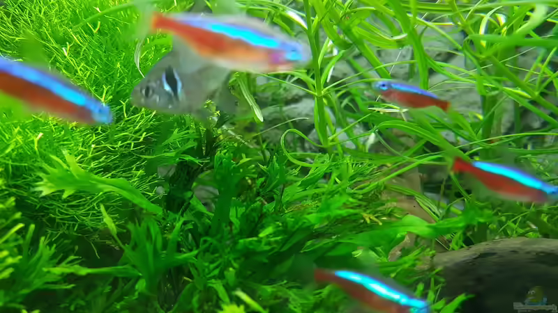 Besatz im Aquarium Angie und Roberts Unterwasserwelt von Angie777 (31)