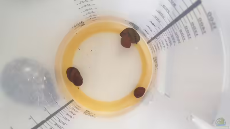 Besatz im Aquarium Another World von similis (42)