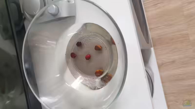 Besatz im Aquarium Another World von similis (43)