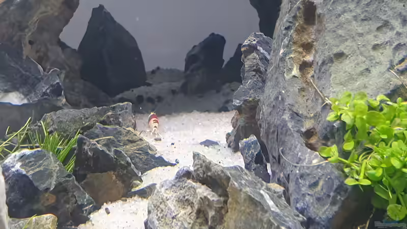 Besatz im Aquarium Another World von similis (45)