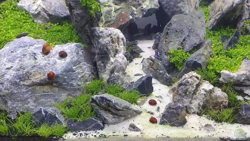 Besatz im Aquarium Another World von similis (46)