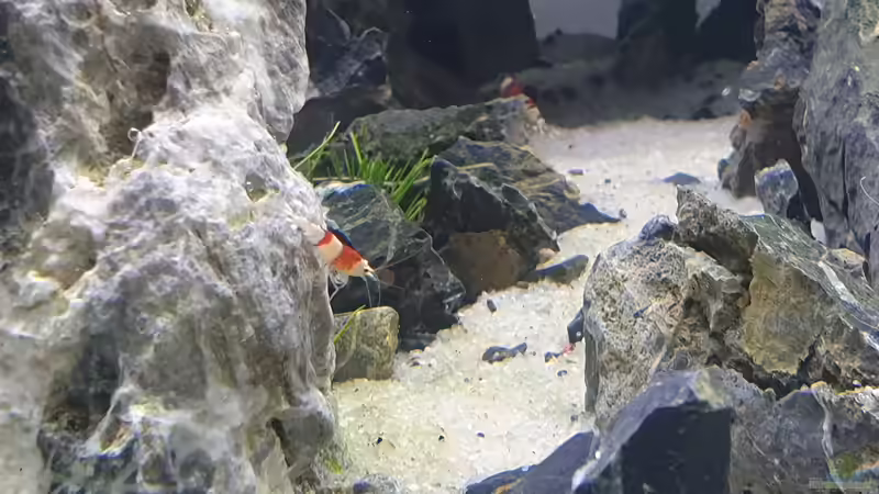 Besatz im Aquarium Another World von similis (48)