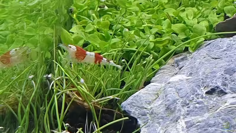 Besatz im Aquarium Another World von similis (49)