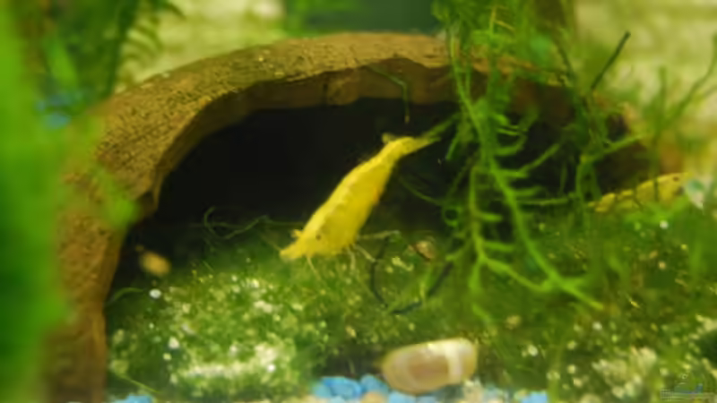 Besatz im Aquarium Antikes Garnelenaquarium^^ von Julia (7)