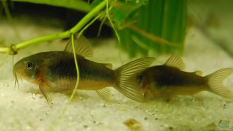 Besatz im Aquarium Antikes Garnelenaquarium^^ von Julia (8)