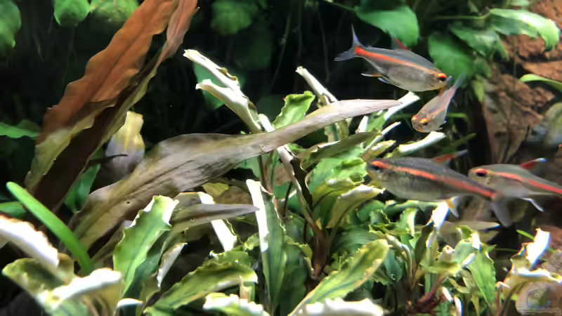 Besatz im Aquarium Anubiaswald von derflo (14)