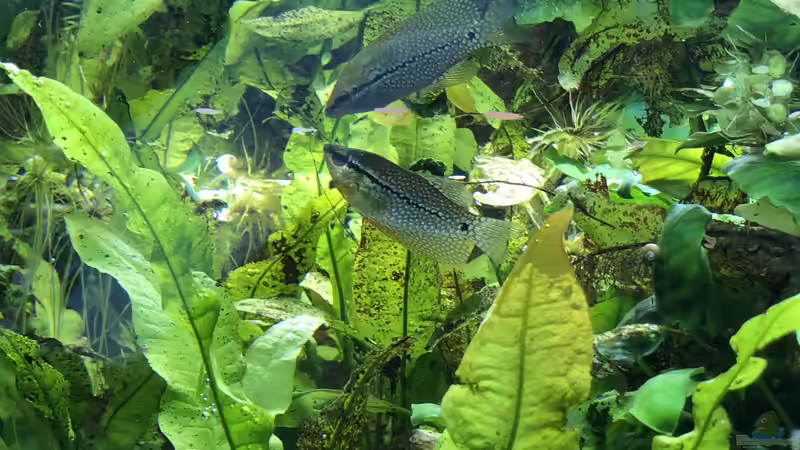 Besatz im Aquarium Anubiaswald von derflo (15)