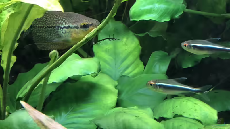 Besatz im Aquarium Anubiaswald von derflo (16)