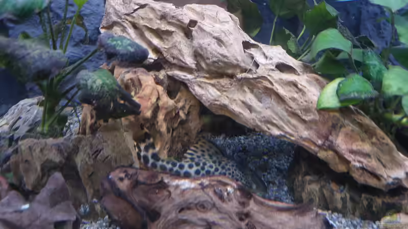 Besatz im Aquarium Anubien Paradies von Turri (12)