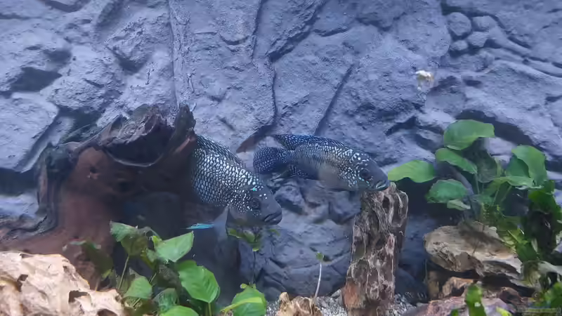 Besatz im Aquarium Anubien Paradies von Turri (9)