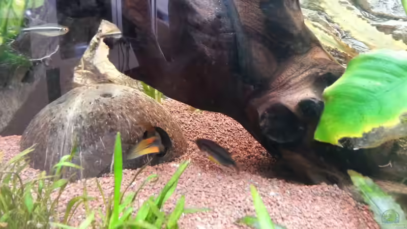 Besatz im Aquarium Apistograma Agassizii von Der Dreiäugige Goldfisch (14)