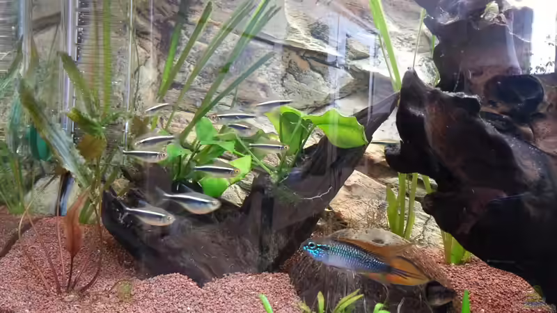 Besatz im Aquarium Apistograma Agassizii von Der Dreiäugige Goldfisch (16)