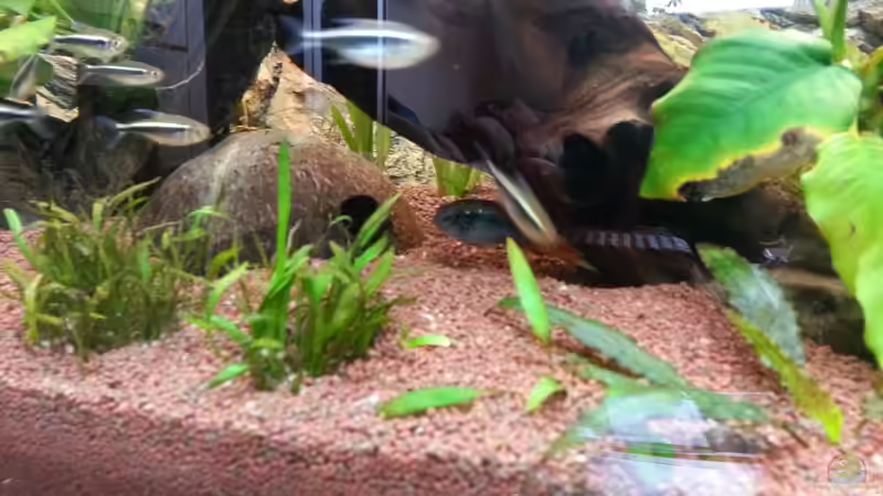 Besatz im Aquarium Apistograma Agassizii von Der Dreiäugige Goldfisch (17)