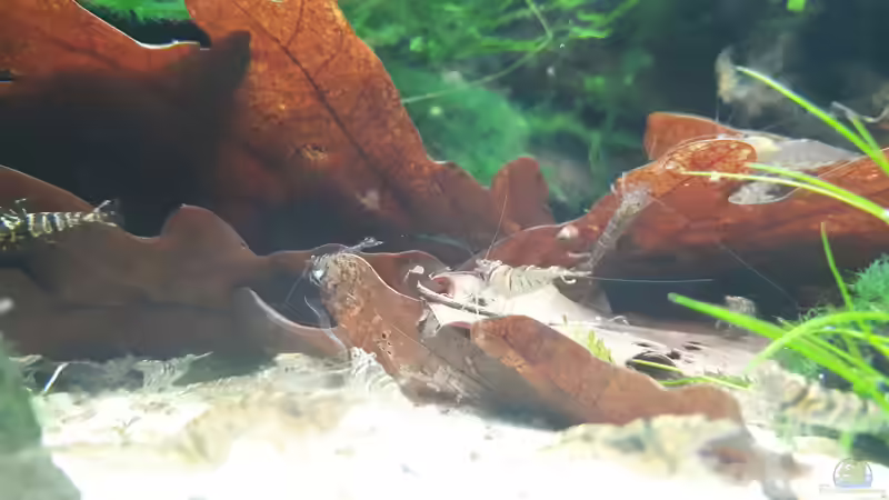 Besatz im Aquarium Apistogramma Becken (nur noch Beispiel) von SebBk (10)