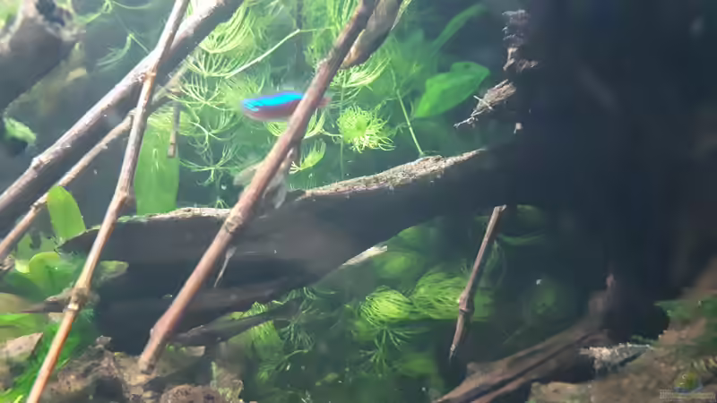 Besatz im Aquarium Apistogramma Becken (nur noch Beispiel) von SebBk (5)