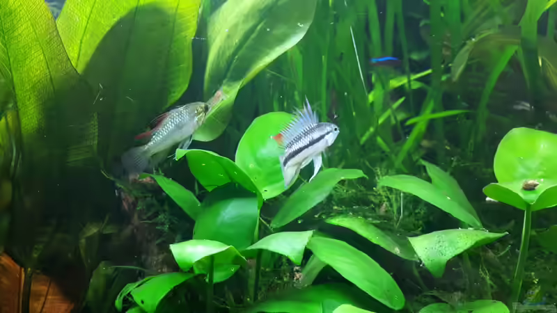 Besatz im Aquarium Apistogramma Becken (nur noch Beispiel) von SebBk (7)