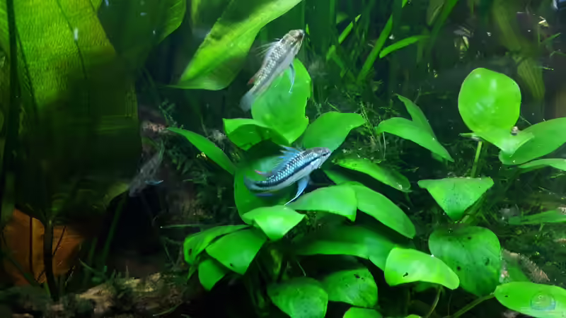 Besatz im Aquarium Apistogramma Becken (nur noch Beispiel) von SebBk (8)