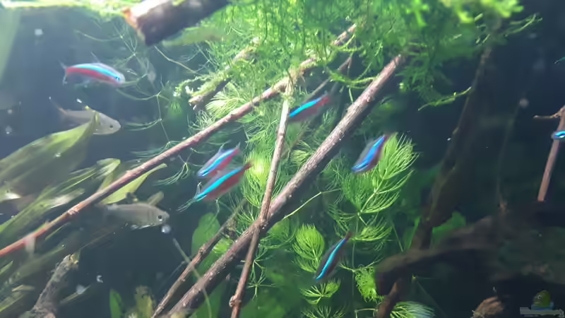 Besatz im Aquarium Apistogramma Becken (nur noch Beispiel) von SebBk (9)