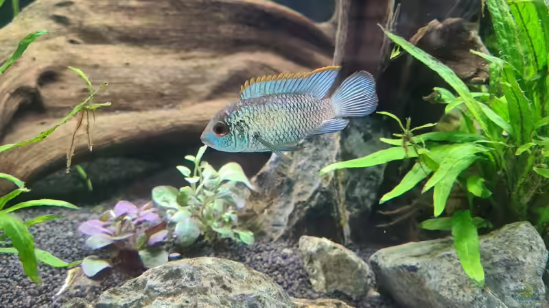 Besatz im Aquarium AQ 01 von domnk (13)