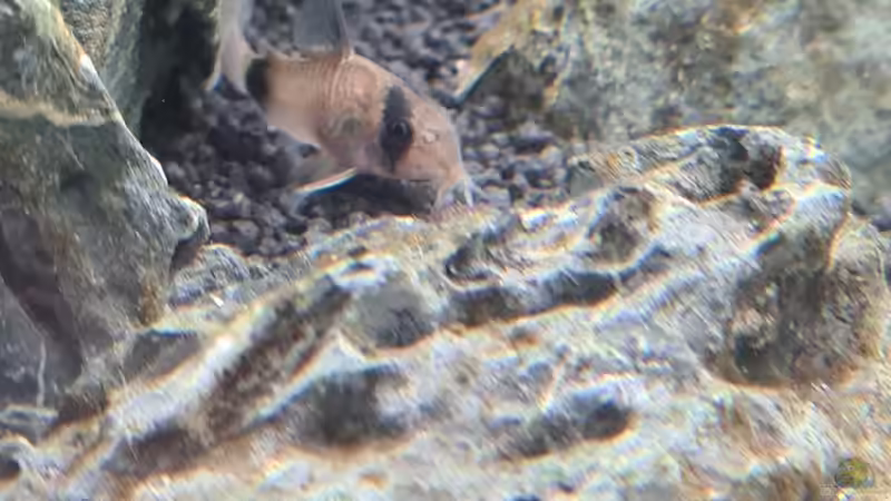 Besatz im Aquarium AQ 01 von domnk (15)