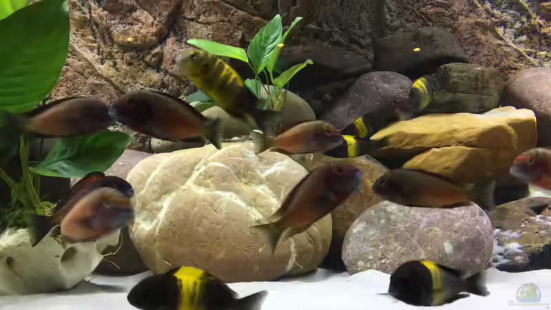Besatz im Aquarium AQ Keller von Fallendum (15)
