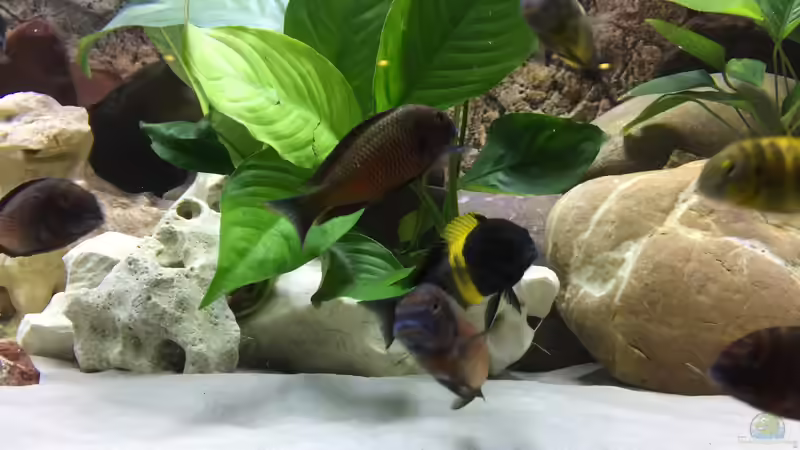 Besatz im Aquarium AQ Keller von Fallendum (16)