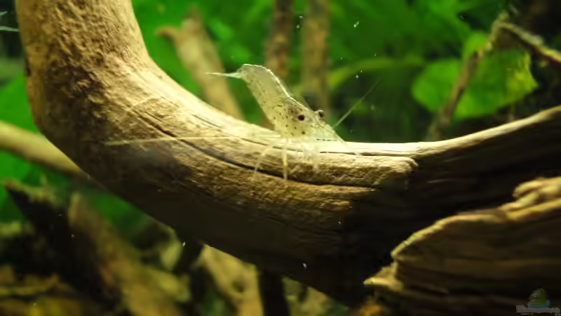 Besatz im Aquarium AQA 2 von -Mark- (17)